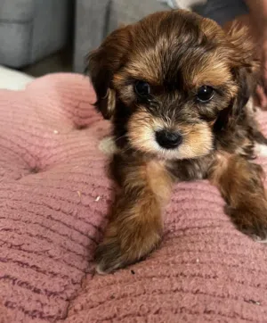 Teddy bear puppy
