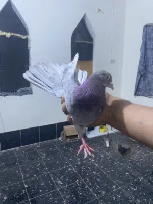 طيور طيبات كلش اقره الوصف