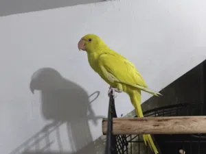 ببغاء درة هندي لوتينو أصلي - عمر ذهبي للتلقين وصحة ممتازة