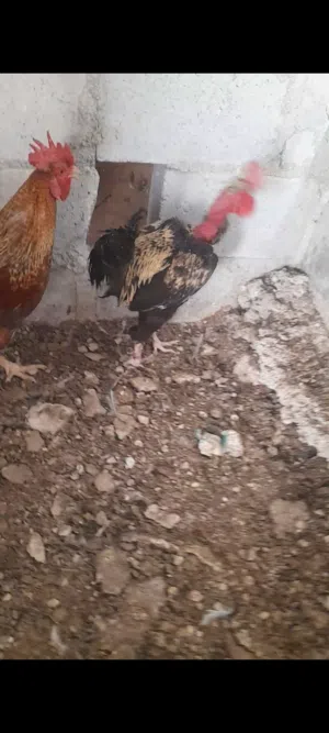 ديك رقابي +ديك بلدي
