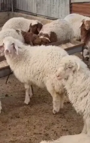 خروف نعيمي 2026 ضحايا العيد المقبل متوفر التوصيل داخل الامارات وخارج الامارات