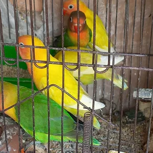 Parrots2