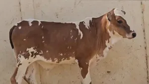 ‏أبقار‏1