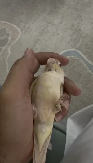 كنيور أليف حمامة ولون نادر مون جيك