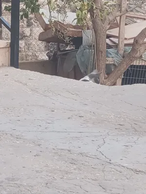 ‏حمام‏0