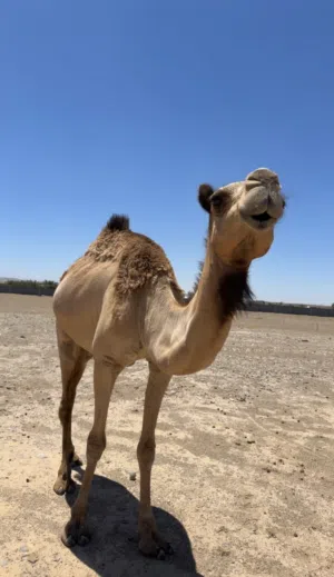 ناقة عرضه مدني باطنيه