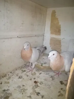 جوز سكري و ريحاني شغالات
