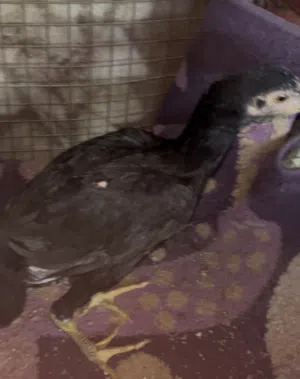 فرخة تايلنديه فايتر قوية ابوها مستورد  الجاد ماليه الي طيبة الخاطر