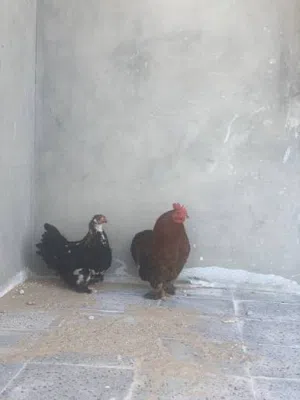 هجين استرالي