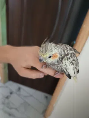متاح طير كوكتيل اليف للبيع