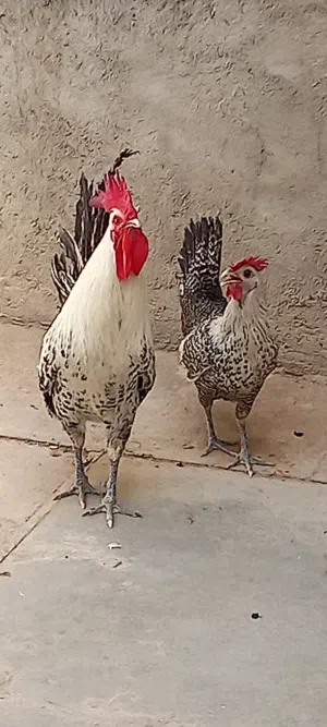 دجاج للبيع