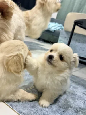 Maltese puppy available