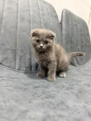 Scottish kitten available for sale