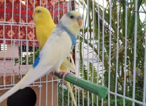 كوبيه بقلينو ريش درجة أولى بيع او تبديل