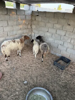 زوز نعجات للبيع