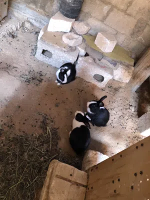 الارنب. ربي يبارك