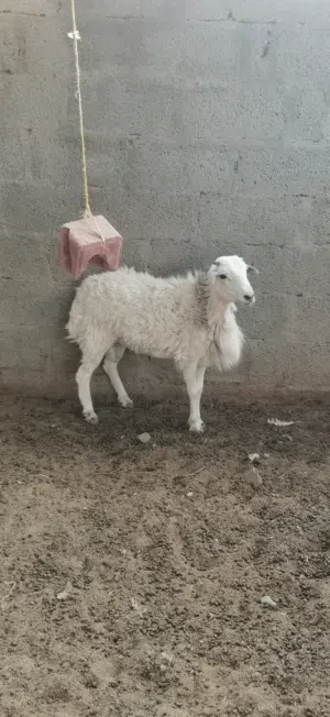 كبش يمني أصل نوع شوير