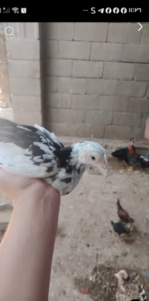 2 دجاجات و ديج ورد الباكله