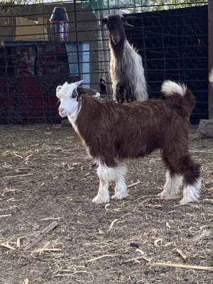 تيوسه سمان الي يبا الزين