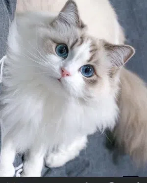 AmlShayeb 