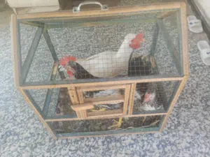 دجاج عرب ذكران وانثى