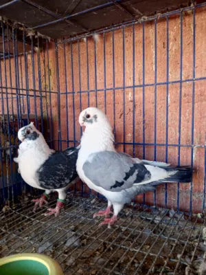 جوز بقدونسي على اصطنبوليه