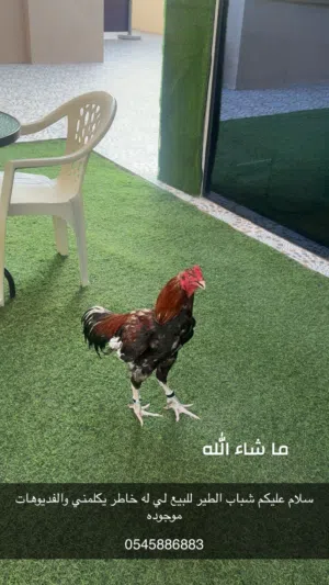 الطير بكستاني جاقيري مستوا و فايز اكثر من 3 مرات و الفيد عندي