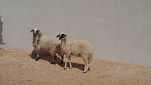 2فطايم وطنيات 7شهور سلاله ربي يبارك سليمات من العيوب والامراض متع تربيه او موس لبيدبح..