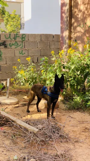 نتايا مالينوا درجه أولى