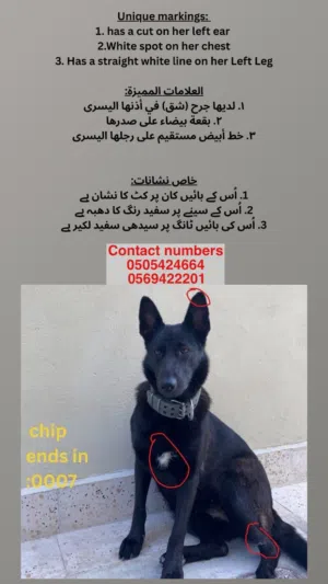 MISSING/LOST DOG - 15k REWARD IF FOUND