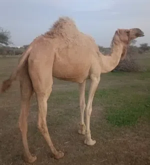 بيع ناقه فل سمنه