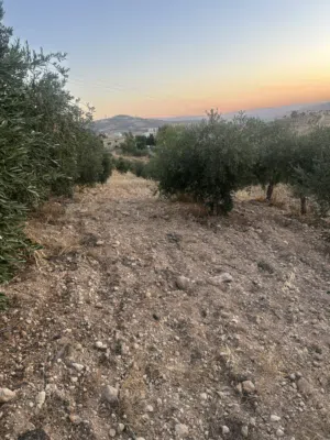 Farm Land for Sale in Jerash Unaybah