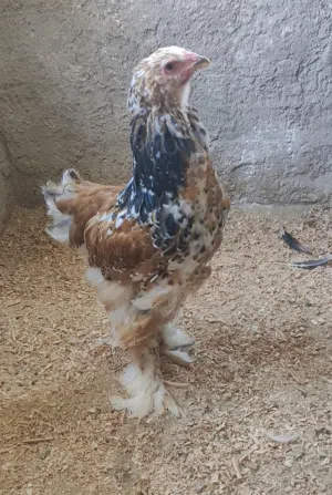 ديك براهما بورسلان