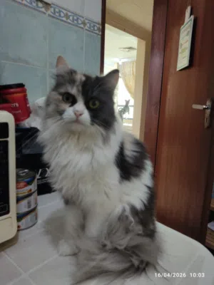 A cat for adoption