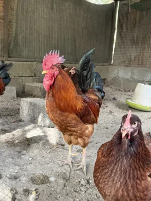 دجاج فرنسي بيور العسلي