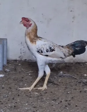 للبيع مجموعة ديكة