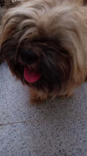 كلب شيتزو  ذكر