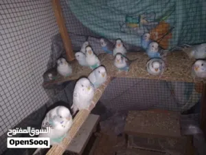 طيور حب حبشيه