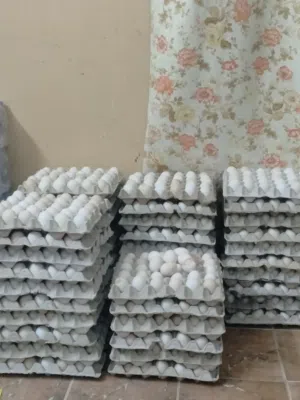 بيض دجاج عماني طازج