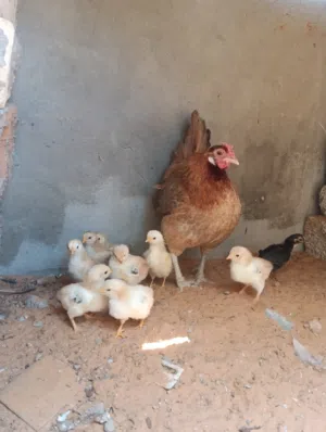 دجاجة عربية تحتها سايكس دم صافي