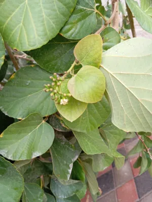 حمدسلام 
