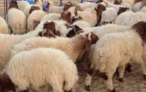 خراف روماني سوري بلدي جميع الاوزان البيع قبان لخم بالحبه ويوجد خدمة توصيل لباب بيتك تواصل عالرقم