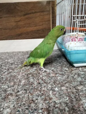 دره خضره للبيع يمكن حملها