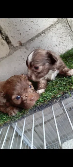 كلاب زينه للبيع