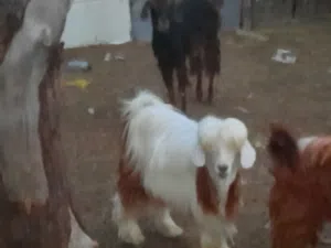 بيع جدي رحبي