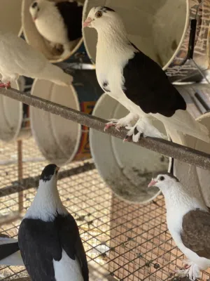 حمام للبيع اكثر من نوع