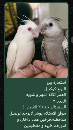 ببغاء كوكتيل