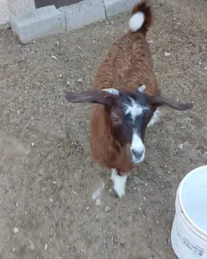 للبيع سخله من حلال بني سعيد