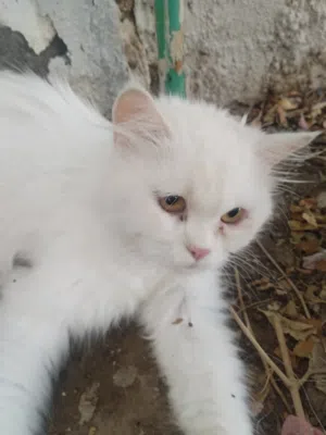سنوره شيرازيه