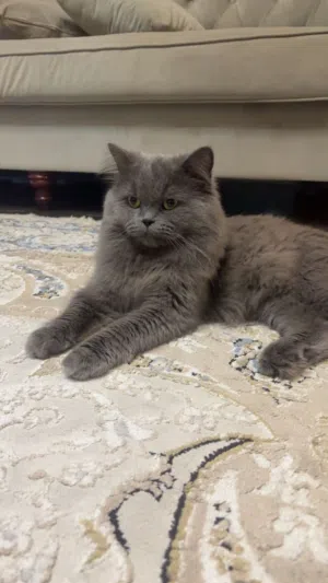 قطه 3 اشهر